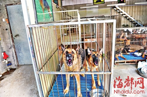 榕市场公开叫卖禁养的烈性犬 呼吁对养犬管理立法
