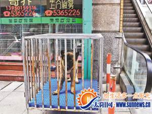 宠物黑市屡禁不止 宠物店销售猫狗均属违法(图)